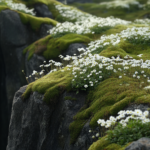 28 Alpine Meadow Setups